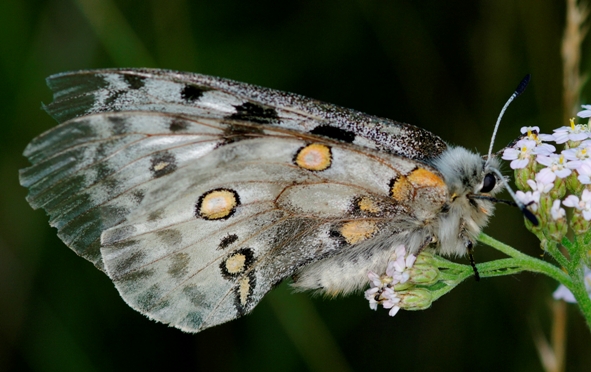 Parnassius apollo